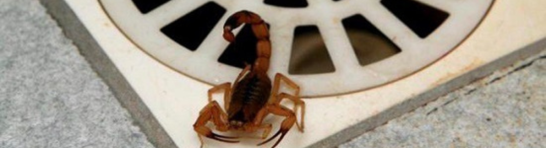 Alerta de Infestação de Escorpião  24 HORAS